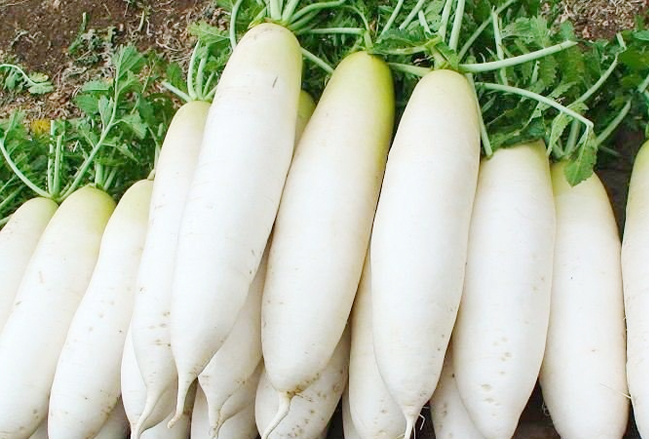 White Radish